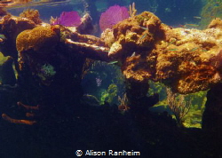 Sunken ship off the coast of Roatan by Alison Ranheim 